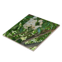 White Mountain Laurel Shrub Branchen