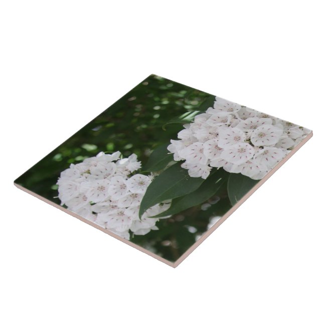 White Mountain Laurel Star Shaped Blume Fliese (Seite)