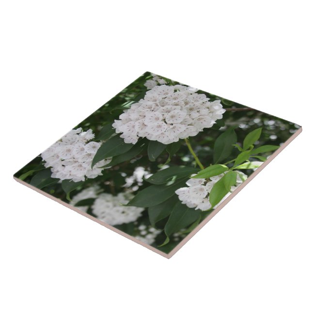 White Mountain Laurel Star Shaped Blume Fliese (Seite)