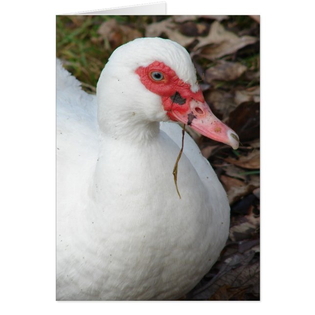 White Muscovy Hen (Vorne)