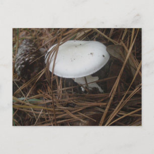 White Mushroom OBX Postkarte