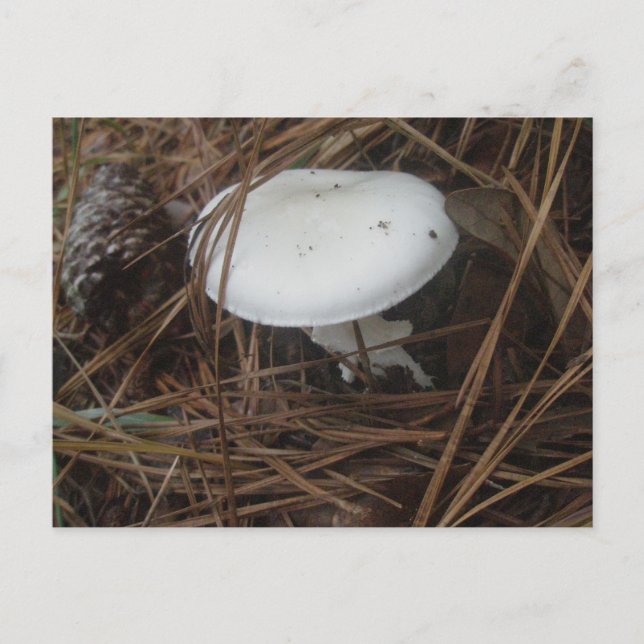 White Mushroom OBX Postkarte (Vorderseite)