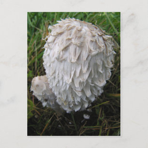 White Mushroom Postkarte