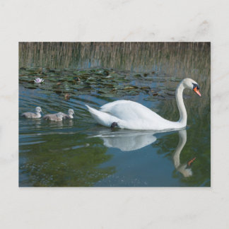 White mute swan with baby ducking cygnets lake postkarte