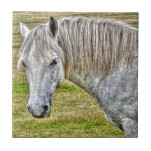 White New Forest Pony Wild Horse Fliese