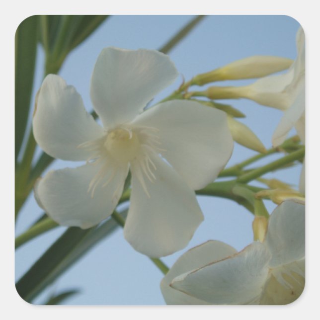 White Oleander Stickers (Vorderseite)