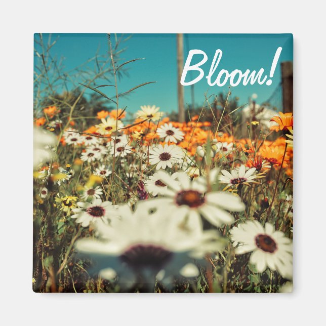 White Orange Daisy Blume Bloom Magnet (Vorne)