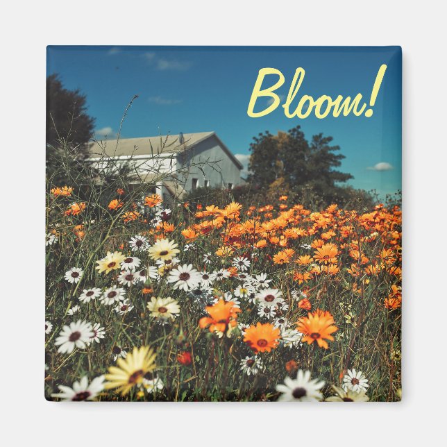 White Orange Daisy Blume Bloom Magnet (Vorne)