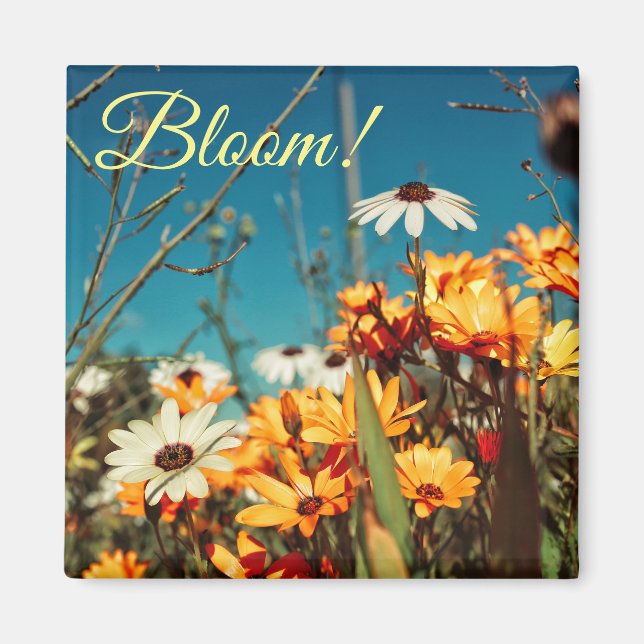 White Orange Daisy Blume Bloom Magnet (Vorne)