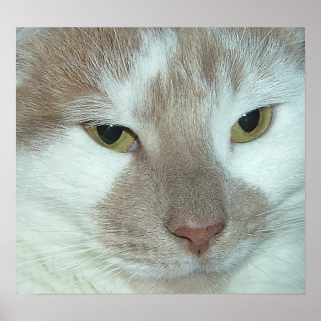 White & Orange Tabby Poster (Vorne)