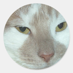 White & Orange Tabby Runder Aufkleber