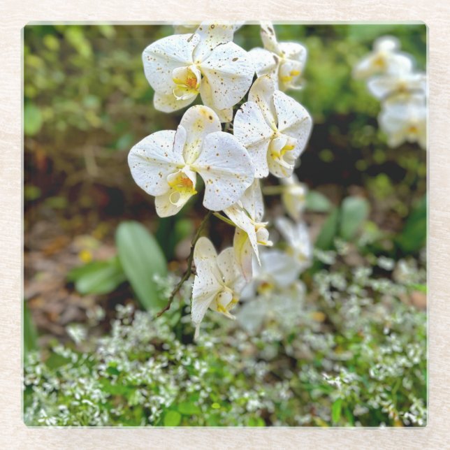 White Orchid Glasuntersetzer (Vorderseite)