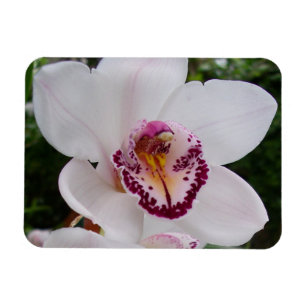 White Orchid I Beautiful Tropical Blume Magnet