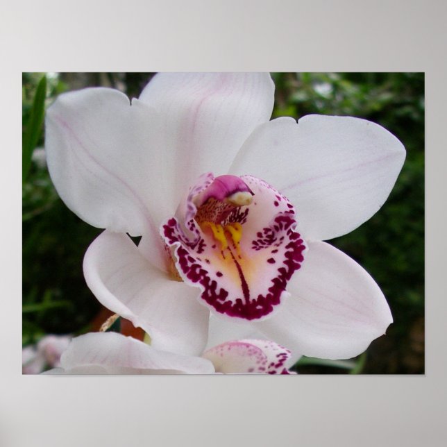 White Orchid I Beautiful Tropical Blume Poster (Vorne)
