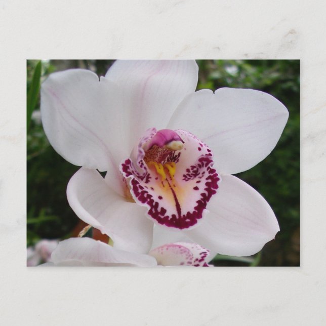 White Orchid I Beautiful Tropical Blume Postkarte (Vorderseite)