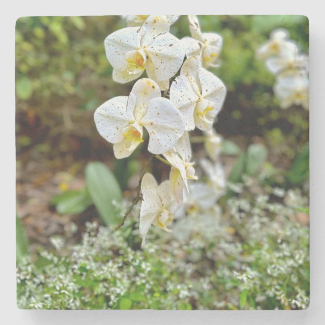 White Orchid Steinuntersetzer (Vorderseite)