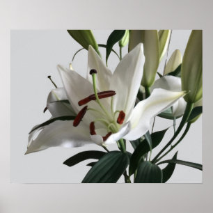 White Oriental Lilie Blume Poster