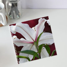 White Oriental Lily Bloom Floral