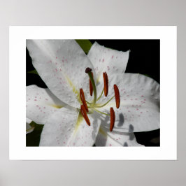 White Oriental Lily Floral Fotografisch Poster