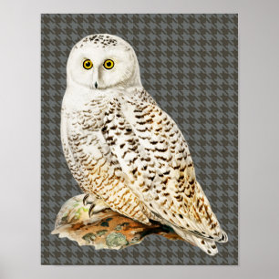 White Owl Vintage Style Art Bird Poster