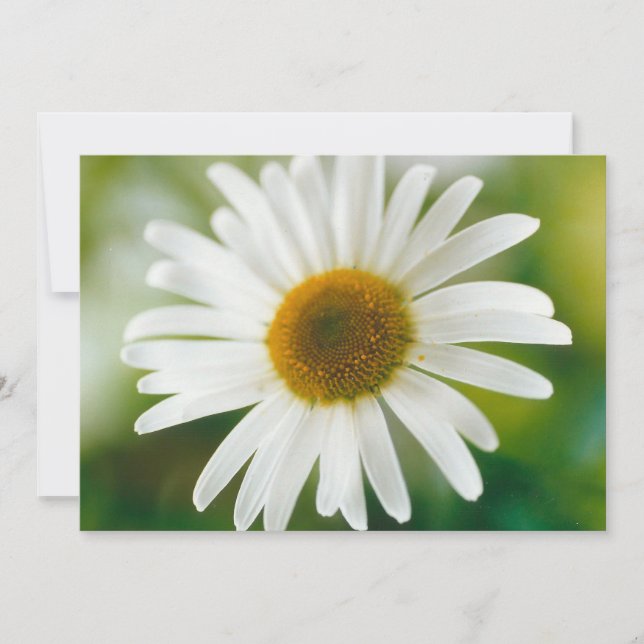 White Oxeye Daisy - Leucanthemum vulgare Einladung (Vorderseite)