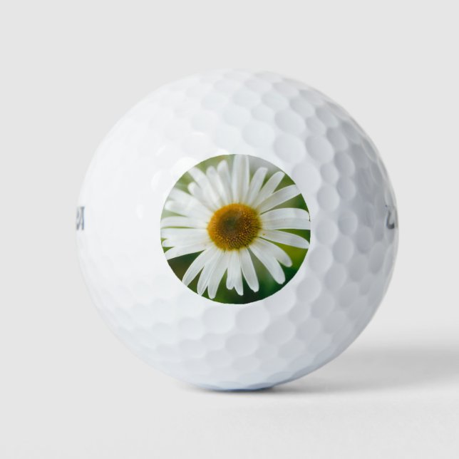 White Oxeye Daisy - Leucanthemum vulgare Golfball (Vorderseite)