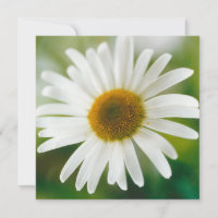 White Oxeye Daisy - Leucanthemum vulgare