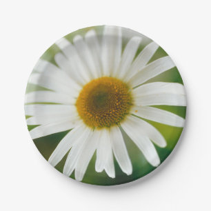 White Oxeye Daisy - Leucanthemum vulgare Pappteller