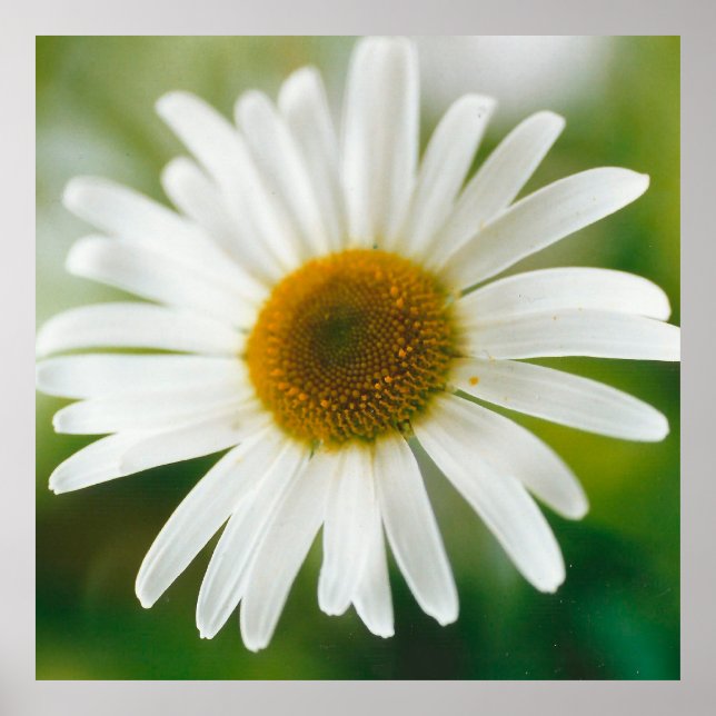 White Oxeye Daisy - Leucanthemum vulgare Poster (Vorne)
