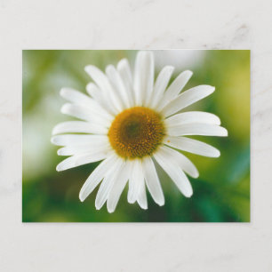 White Oxeye Daisy - Leucanthemum vulgare Postkarte