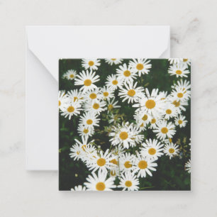 White Oxeye Daisy, Moon Daisy Meadow Mitteilungskarte