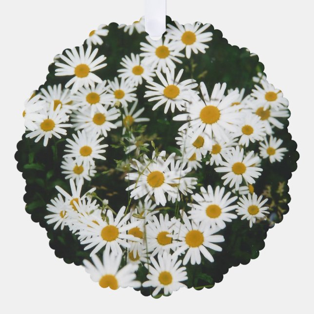 White Oxeye Daisy, Moon Daisy Meadow Ornament Karte (Vorderseite)