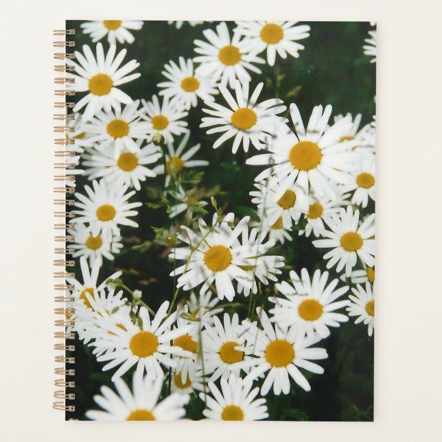 White Oxeye Daisy, Moon Daisy Meadow Planer (Vorderseite)