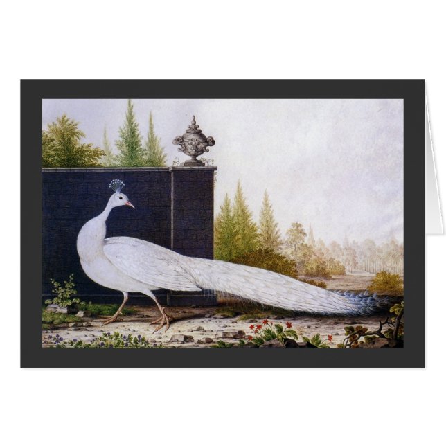 White Peacock (Vorderseite (Horizontal))