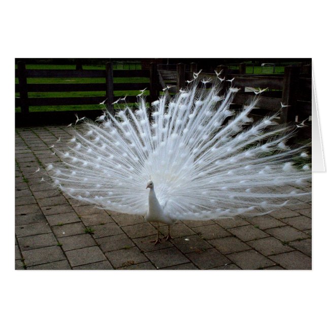 White Peacock (Vorderseite (Horizontal))