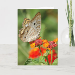 White Peacock Butterfly Blank Note Card Karte