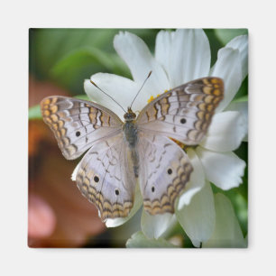White Peacock Butterfly Magnet