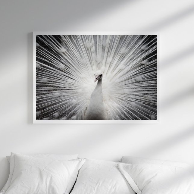 White Peacock Fotoposter Poster (Von Creator hochgeladen)