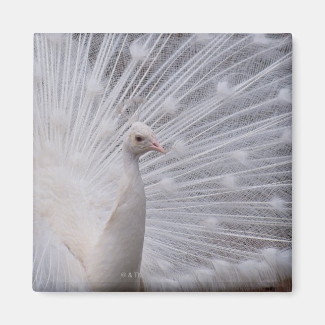 White Peacock Magnet (Vorne)