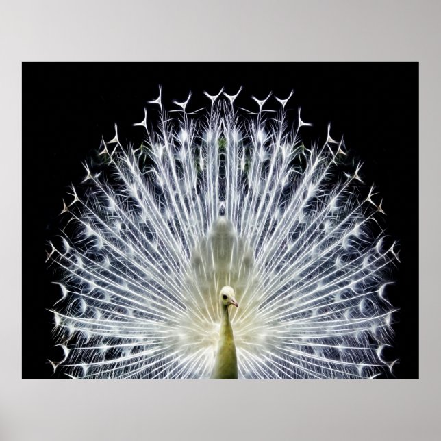 White Peacock Pavo Animalia Poster (Vorne)
