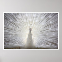 White Peacock