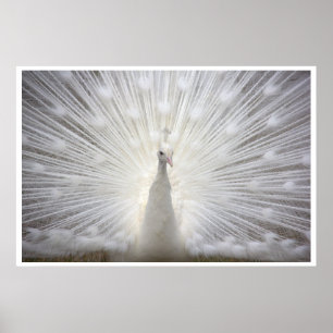 White Peacock Poster