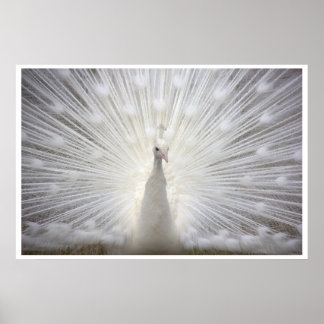 White Peacock Poster