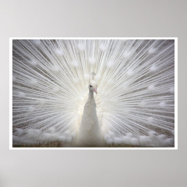 White Peacock Poster (Vorne)