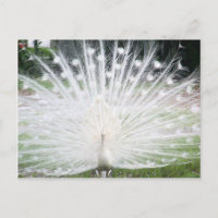 White Peacock