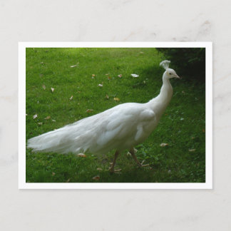 White Peacock Postkarte