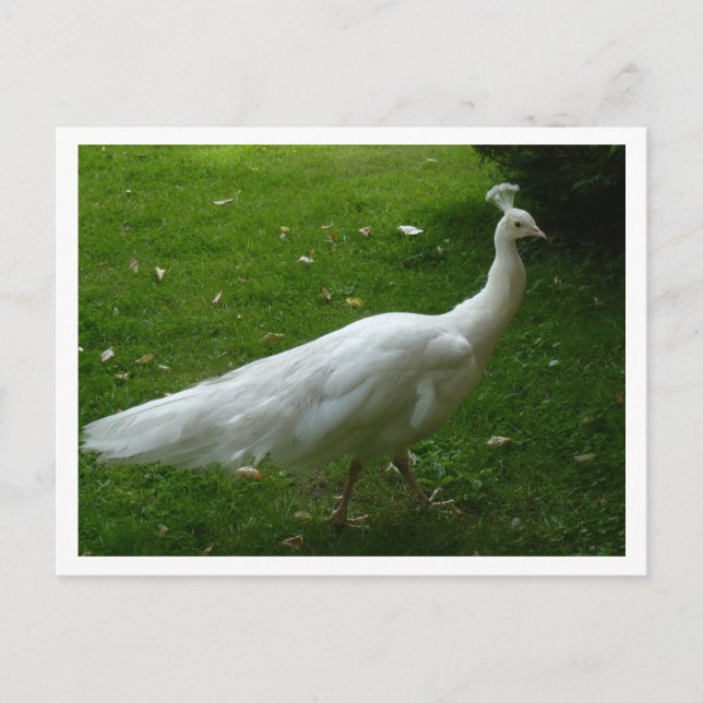 White Peacock Postkarte (Vorderseite)