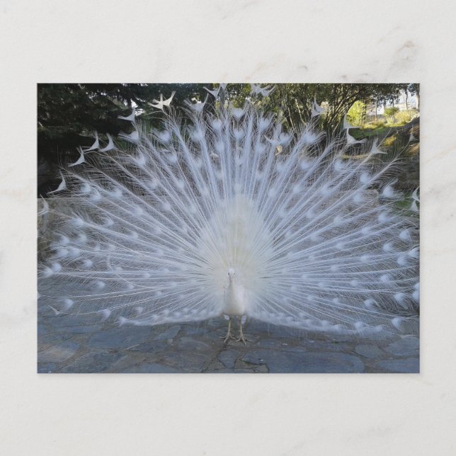 White Peacock Postkarte (Vorderseite)