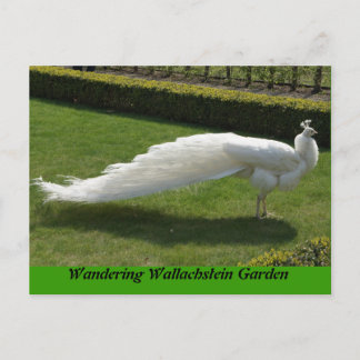 White Peacock Postkarte