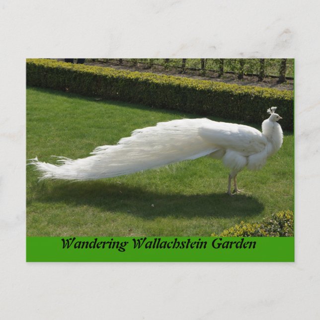 White Peacock Postkarte (Vorderseite)
